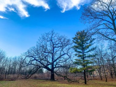 Kışın Wisconsin 'de büyük bir meşe ağacı ve yerde dalları var.
