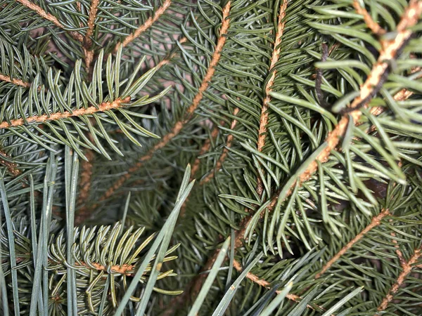 Pine needles background in winter — 스톡 사진