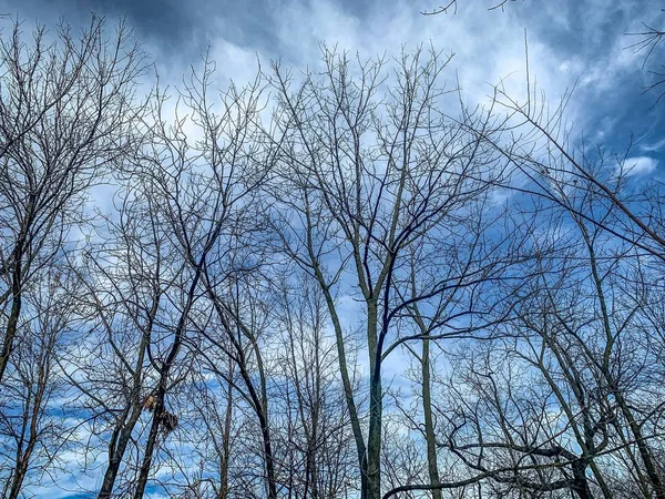 Grand chêne dans le Wisconsin en hiver avec des branches au sol — Photo