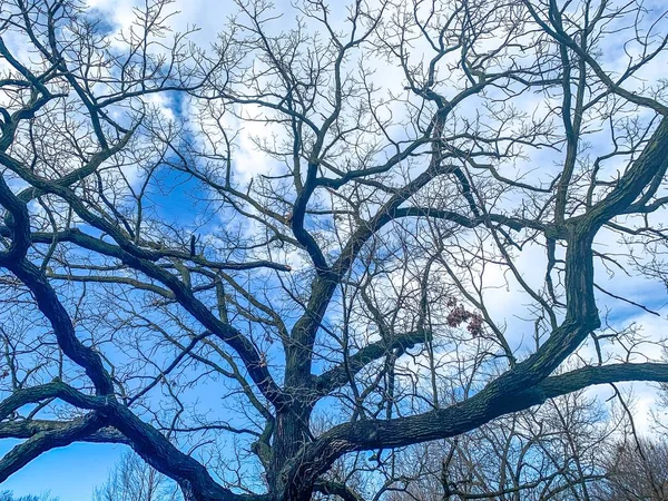 Grand chêne dans le Wisconsin en hiver avec des branches au sol — Photo