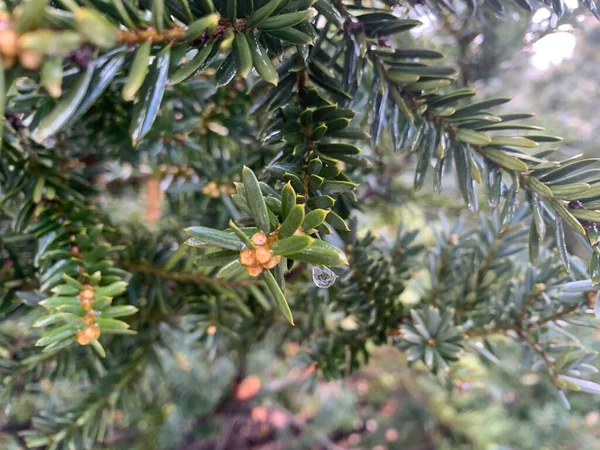 Dew drop with reflection of a fir tree — 스톡 사진
