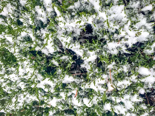 Sneeuw op gras en winterbladeren — Stockfoto