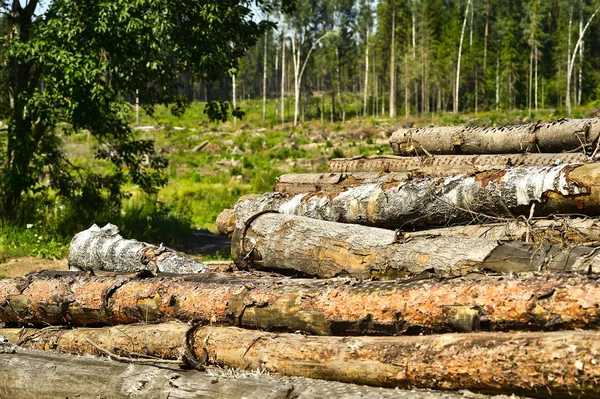 Freshly cut tree logs piled up