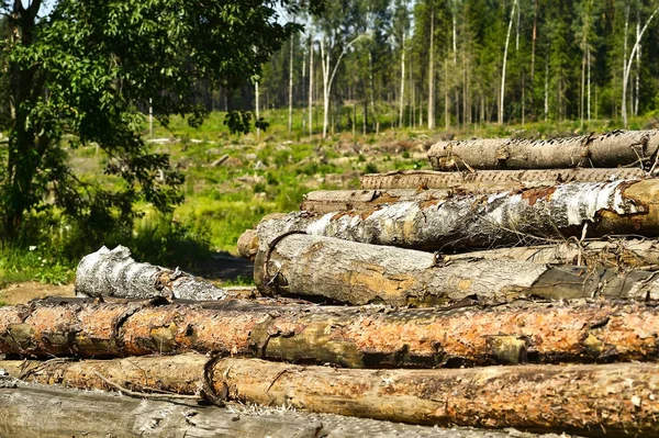 新砍伐的原木堆积如山 — 图库照片