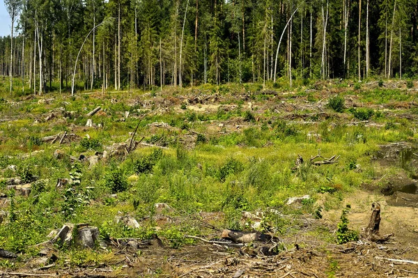 La tala, la destrucción de los bosques, la tierra perturbada en el bosque —  Fotos de Stock