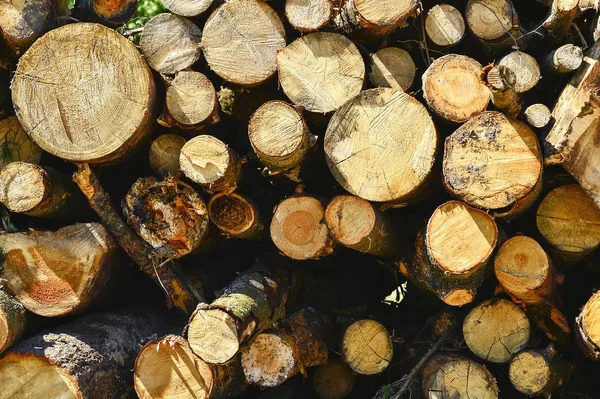 Freshly cut tree logs piled up