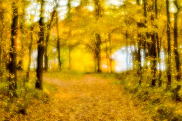 Paisagem de outono borrada iluminada com árvores, folhas amarelas caídas e a luz suave. Profundidade rasa de fotos de campo foram tiradas em lentes macias . — Fotografia de Stock