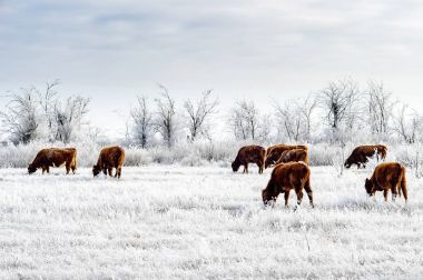 Kışın Kalmyk bozkır inek sürüsü. Frost kalın bir tabaka ile kaplı tüm bitki örtüsü.
