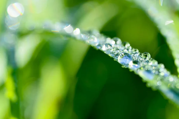 Garland drops of morning dew in the spring close up at dawn. Fabulous bokeh. The shallow depth of field — Stock Photo, Image