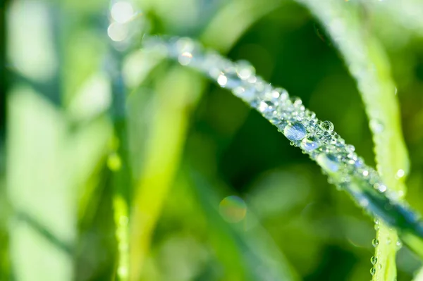 Garland drops of morning dew in the spring close up at dawn. Fabulous bokeh. The shallow depth of field — Stock Photo, Image