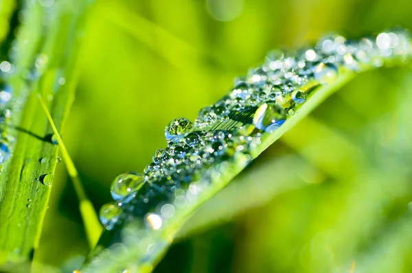 Garland drops of morning dew in the spring close up at dawn. Fabulous bokeh. The shallow depth of field — Stock Photo, Image