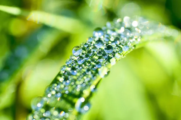 Garland drops of morning dew in the spring close up at dawn. Fabulous bokeh. The shallow depth of field — Stock Photo, Image