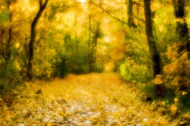 Sonbahar manzara arkadan aydınlatmalı ağaçları ile bulanık, Sarı yapraklar ve yumuşak ışık.