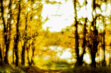 Sonbahar manzara arkadan aydınlatmalı ağaçları ile bulanık, Sarı yapraklar ve yumuşak ışık.