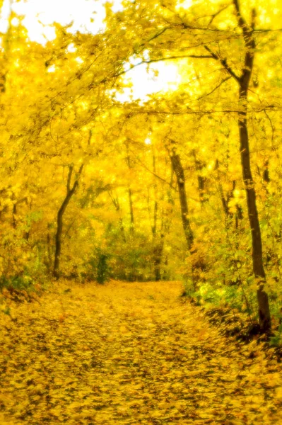 Paysage d'automne flou rétroéclairé avec des arbres, des feuilles jaunes tombées et la lumière douce . — Photo