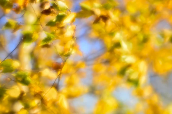 Sonbahar manzara arkadan aydınlatmalı ağaçları ile bulanık, sarı yapraklar ve yumuşak ışık düşmüş. Fotoğraf yumuşak lens — Stok fotoğraf