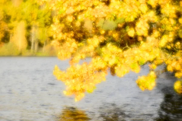 Paisaje borroso de otoño retroiluminado con árboles, hojas amarillas caídas y la luz suave. Fotografía lente suave — Foto de Stock