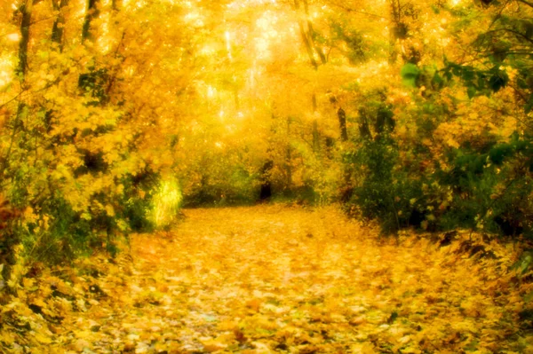 Paisagem de outono borrada retroiluminada com árvores, folhas amarelas caídas e luz suave . — Fotografia de Stock