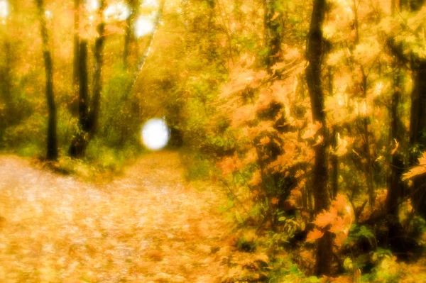 Verschwommene Herbstlandschaft im Gegenlicht mit Bäumen, abgefallenen gelben Blättern und dem weichen Licht. — Stockfoto