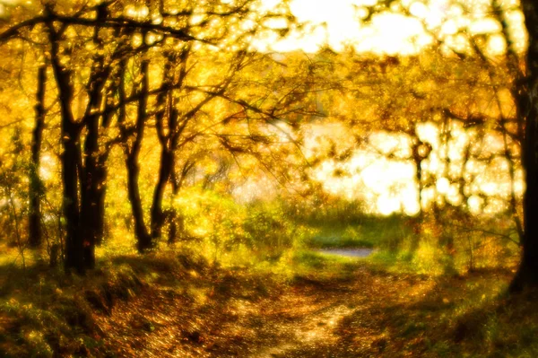 Őszi táj hátország, a fák homályos, sárga levelek, és a lágy fény. — Stock Fotó