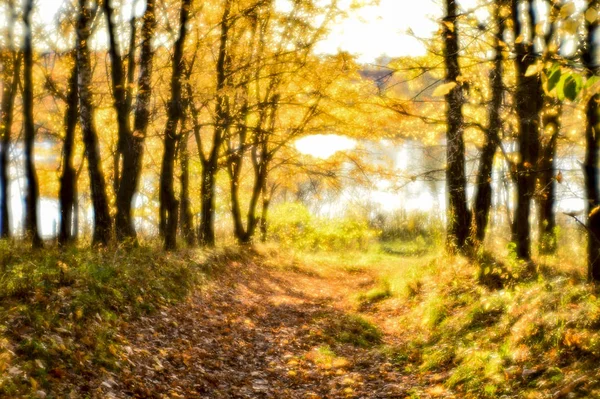 Őszi táj hátország, a fák homályos, sárga levelek, és a lágy fény. — Stock Fotó