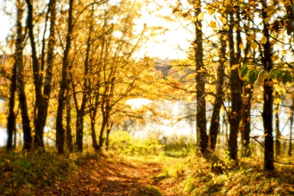 Blurred autumn landscape backlit with trees, fallen yellow leaves and the soft light. — Stock Photo, Image