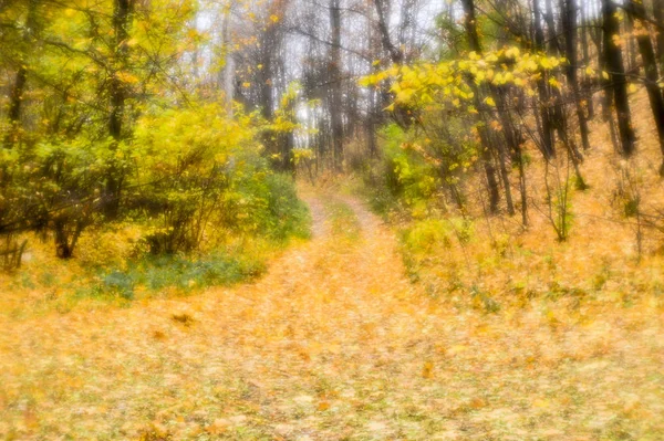 Розмитий осінній пейзажний підсвічування з деревами, опале жовте листя і м'яке світло . — стокове фото