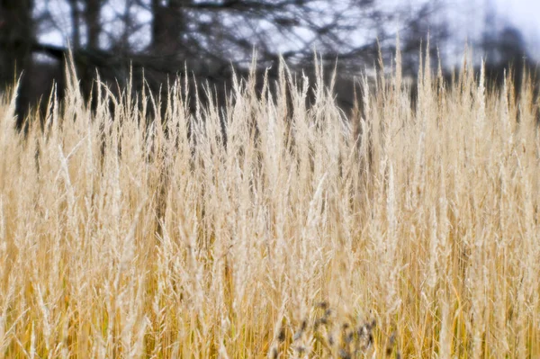 Höstlandskap från den torra stjälkar av höga gräs och träd grenar i bakgrunden. — Stockfoto