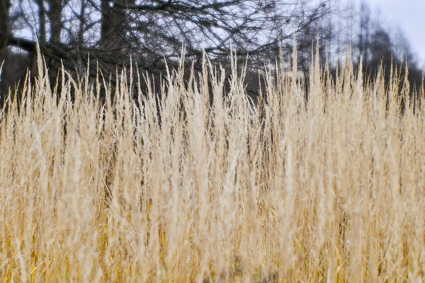 Höstlandskap från den torra stjälkar av höga gräs och träd grenar i bakgrunden. — Stockfoto