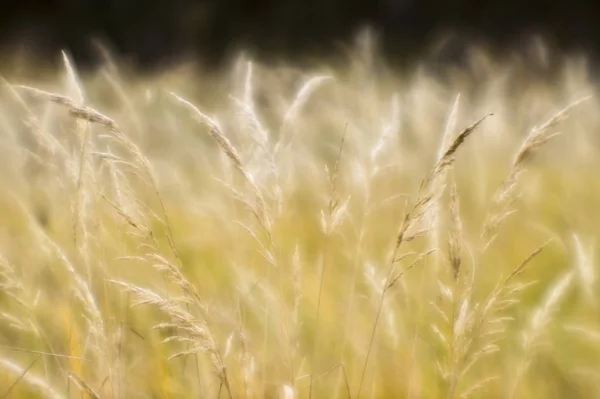 Soft background blur of dry grass in the fall. Closeup of wheat ears background.