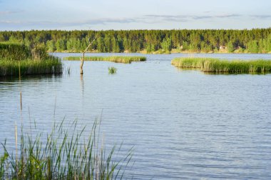 Bahar manzara yükselen genç kamışı alanları ile büyük bir göl.