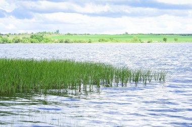 Bahar manzara yükselen genç kamışı alanları ile büyük bir göl.
