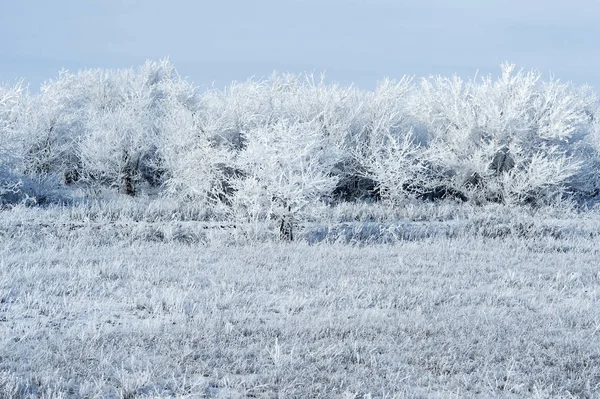 Winter landscape with trees and plants, covered with thick frost — Stock Photo, Image