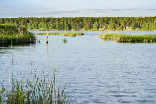 Bahar manzara yükselen genç kamışı alanları ile büyük bir göl.