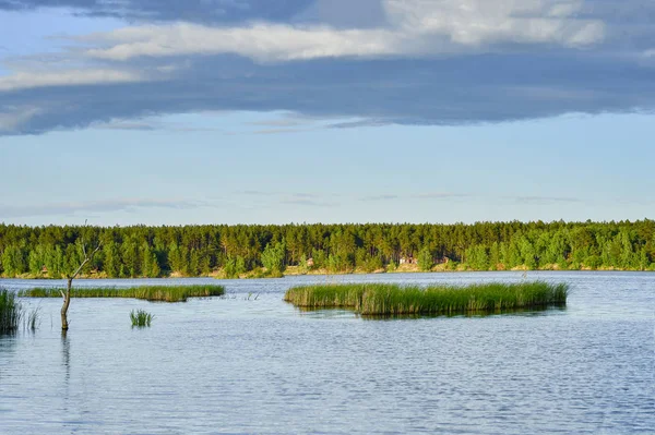 Bahar manzara yükselen genç kamışı alanları ile büyük bir göl.