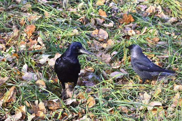 Le Corbeau la chute de la ville sur l'herbe verte avec les feuilles tombées — Photo