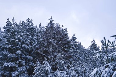 Ladin ağaçlar karla kaplı. Arka plan.