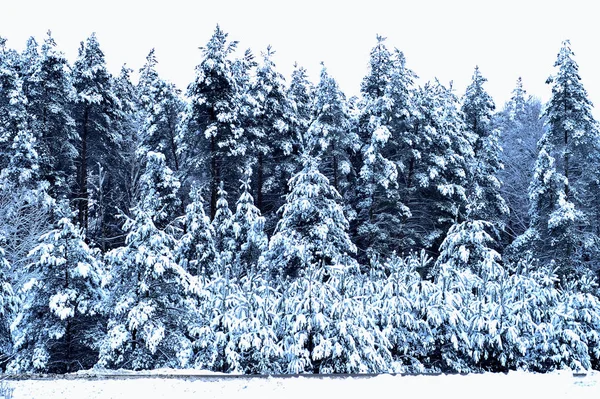 Spruce trees covered with snow. Background. — Stock Photo, Image