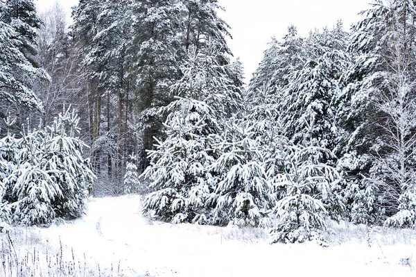 Spruce trees covered with snow. Background. — Stock Photo, Image