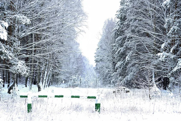 The trees in the forest covered with snow. Background. — Stock Photo, Image