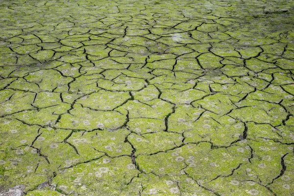 Texture Cracking Earth — Stock Photo, Image