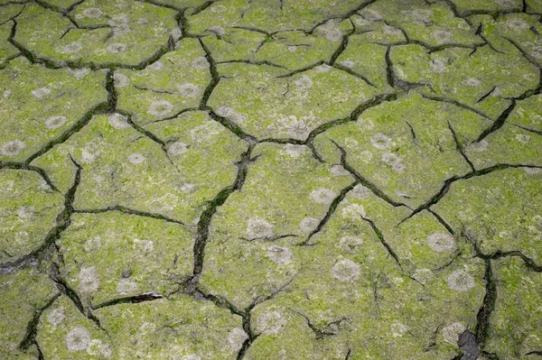 Texture Cracking Earth Concept Using Natural Resources — Stock Photo, Image