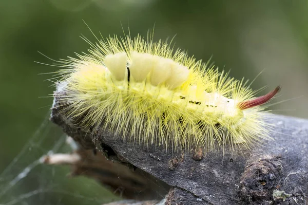 Macro of big yellow hairy caterpillar with red tail Calliteara pudibunda on a dry tree snag — Stock Photo, Image