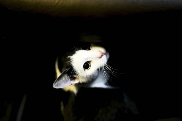 Foto espontánea de un gato blanco y negro realizada durante el transporte en un compartimento de tren. Antecedentes La nitidez en la pupila del ojo —  Fotos de Stock