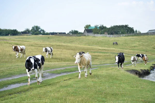 Cow herd goes to the pasture on the background of the village buildings.