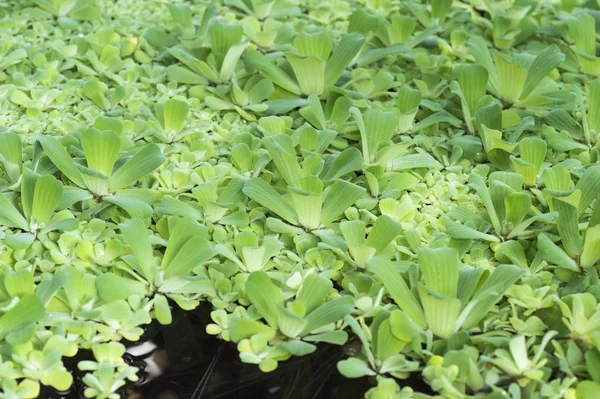 Organic texture of the Pistia plant genus of the family Araceae floating plants pistia layered. — Stock Photo, Image