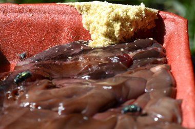 Yeşil sinekler taze tavuk ciğeri tepsisinin kenarına yumurtalarını bırakmış 