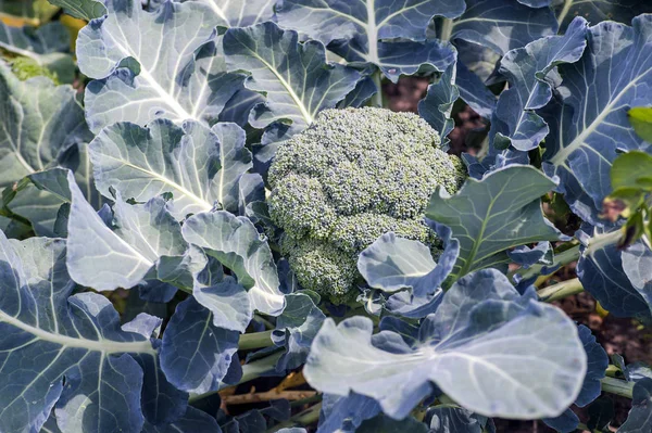 Brócoli maduro en primer plano en la cama. El concepto de productos agrícolas saludables. Antecedentes Copiar espacio — Foto de Stock