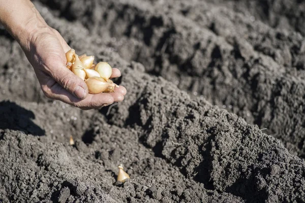 La main d'une agricultrice tient une poignée de petits bulbes d'oignon pour la plantation sur un fond de lits de terre . — Photo