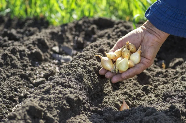 La main d'une agricultrice tient une poignée de petits bulbes d'oignon pour la plantation sur un fond de lits de terre . — Photo